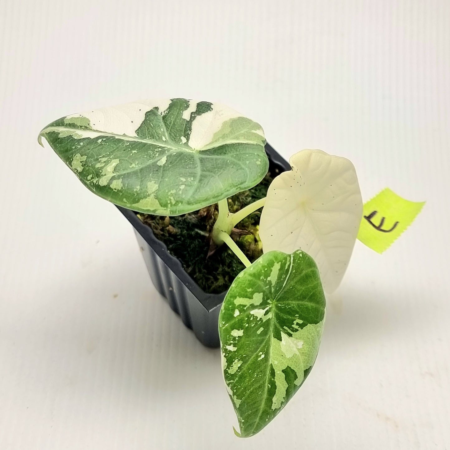 Alocasia Maharani Albo Variegated