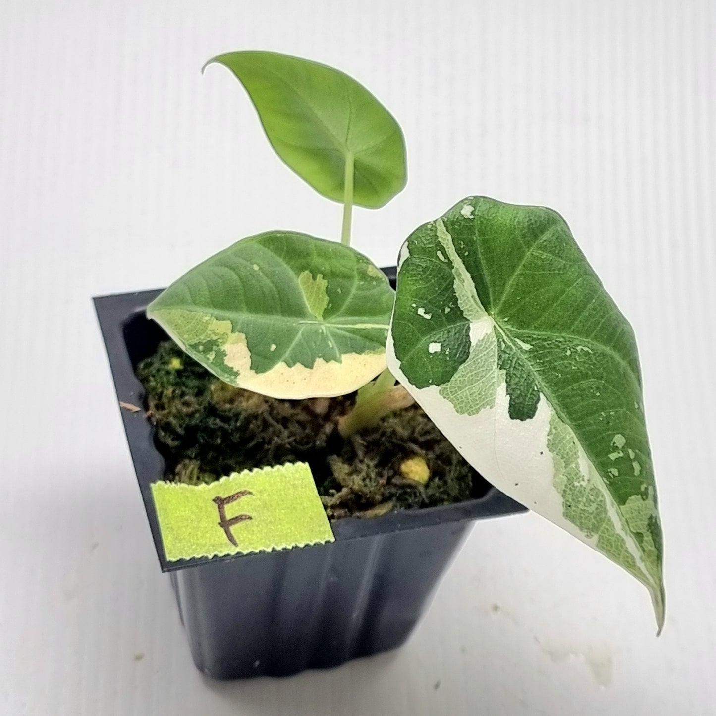 Alocasia Maharani Albo Variegated