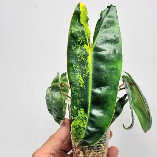 Variegated Philodendron billietiae