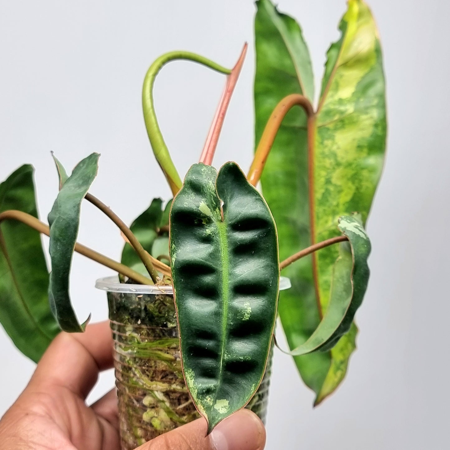 Variegated Philodendron billietiae