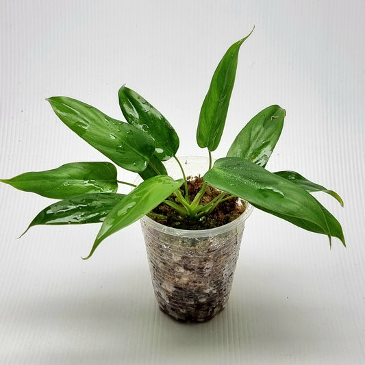 Philodendron pinnatilobum aff