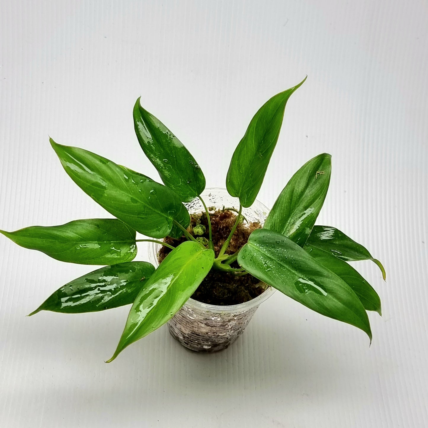 Philodendron pinnatilobum aff