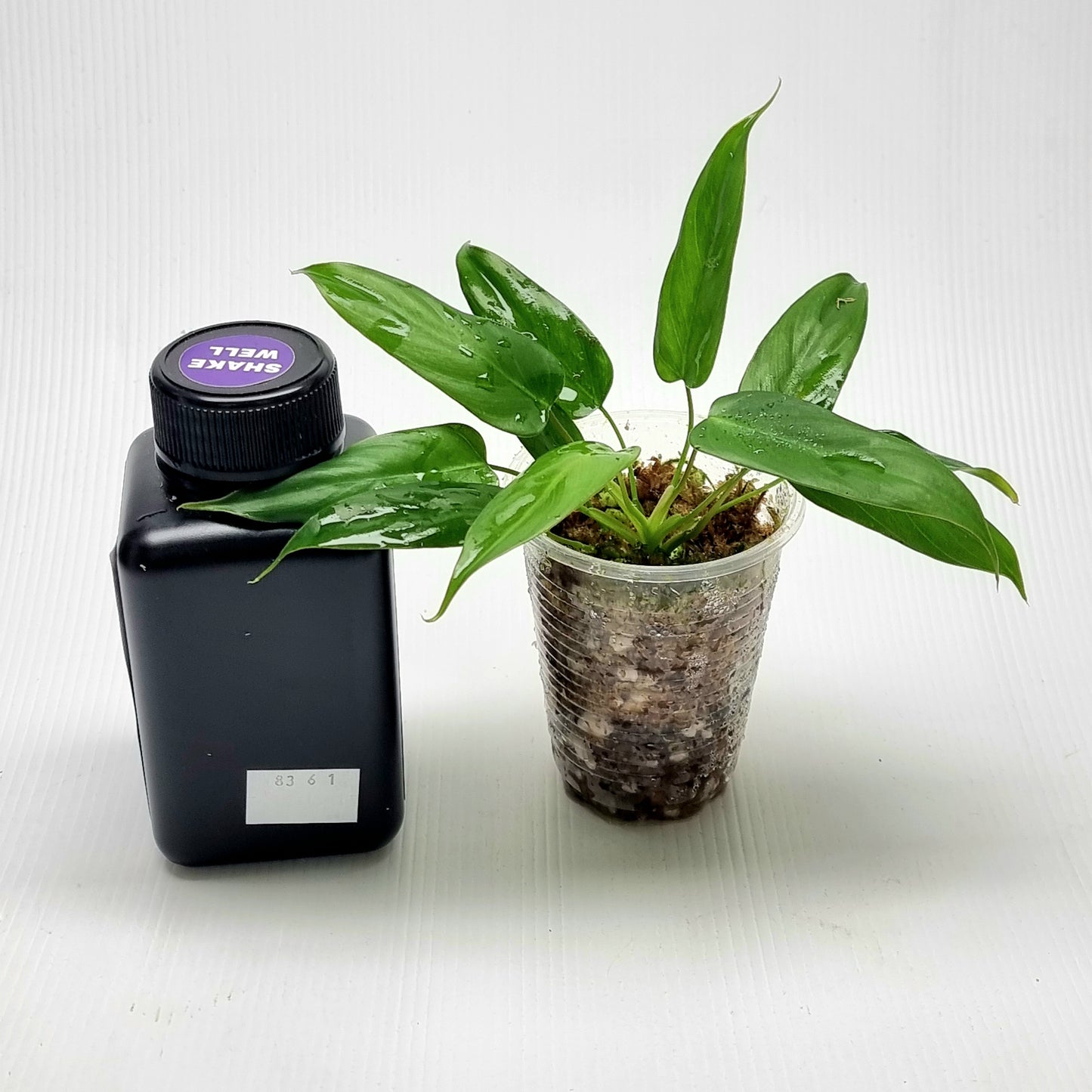 Philodendron pinnatilobum aff