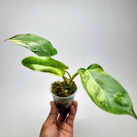 Philodendron Florida Beauty x Paraiso Verde Variegated