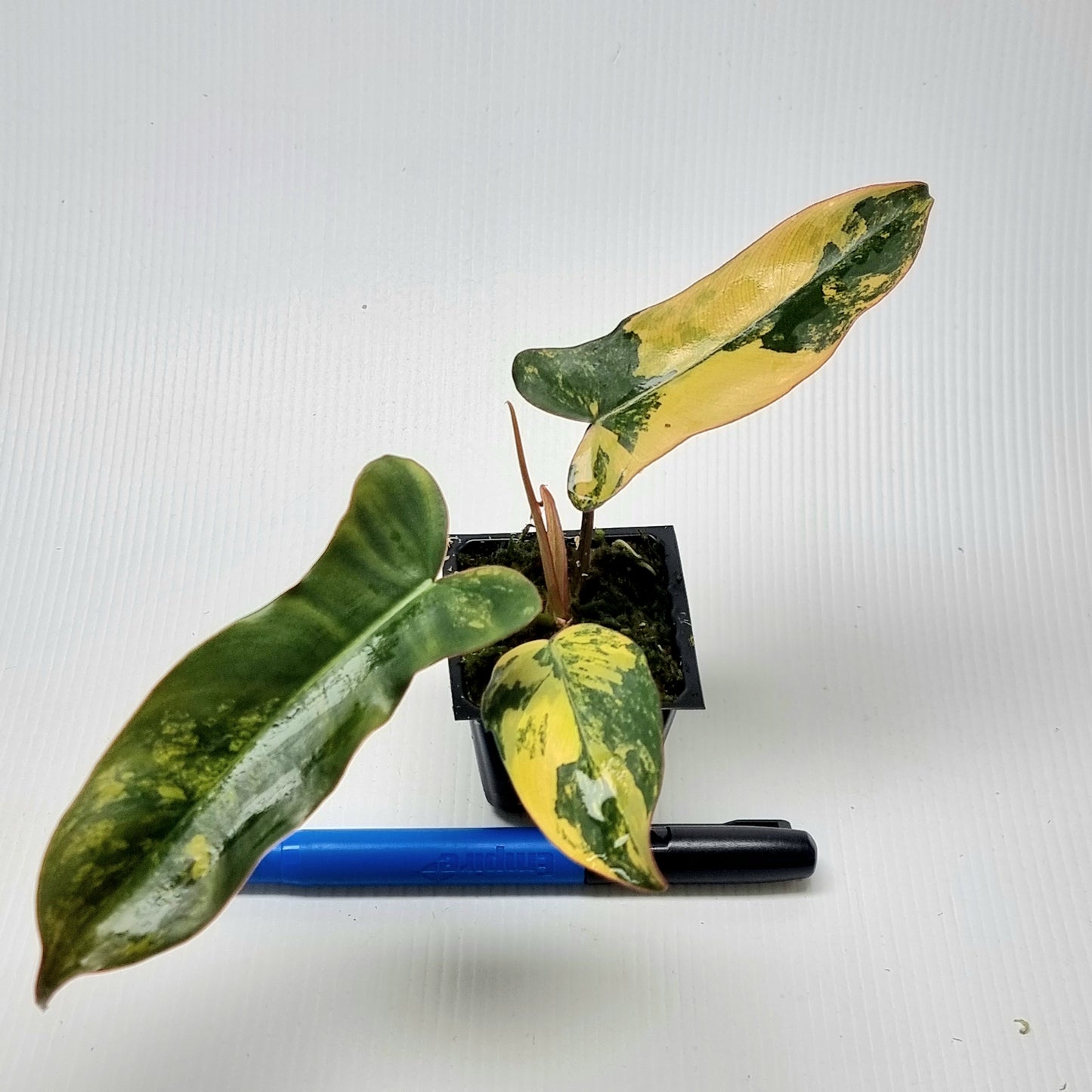 Philodendron Brown Beauty (FB x Black billie)
