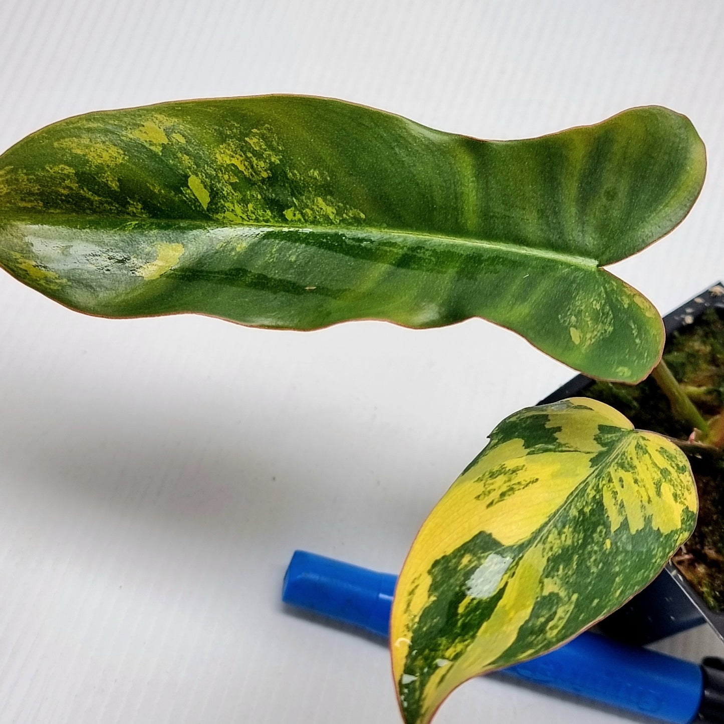 Philodendron Brown Beauty (FB x Black billie)