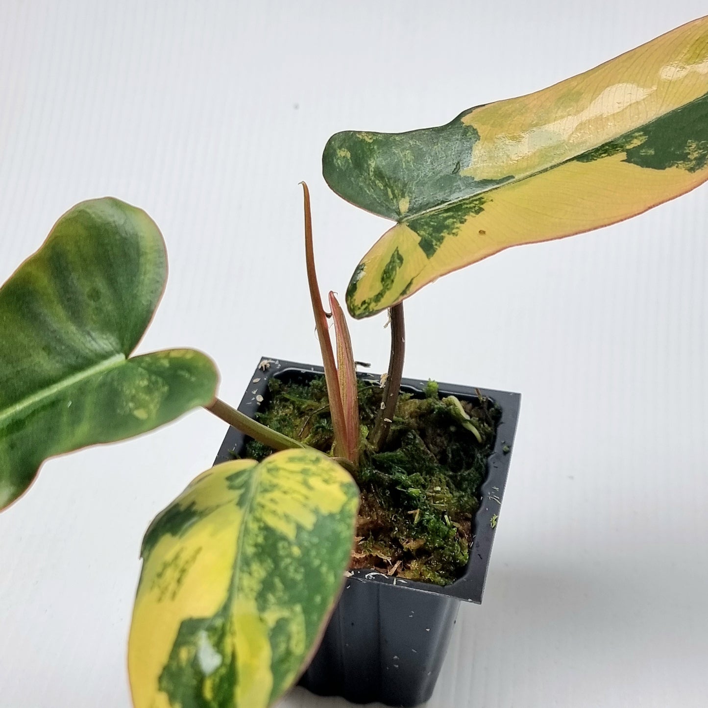 Philodendron Brown Beauty (FB x Black billie)