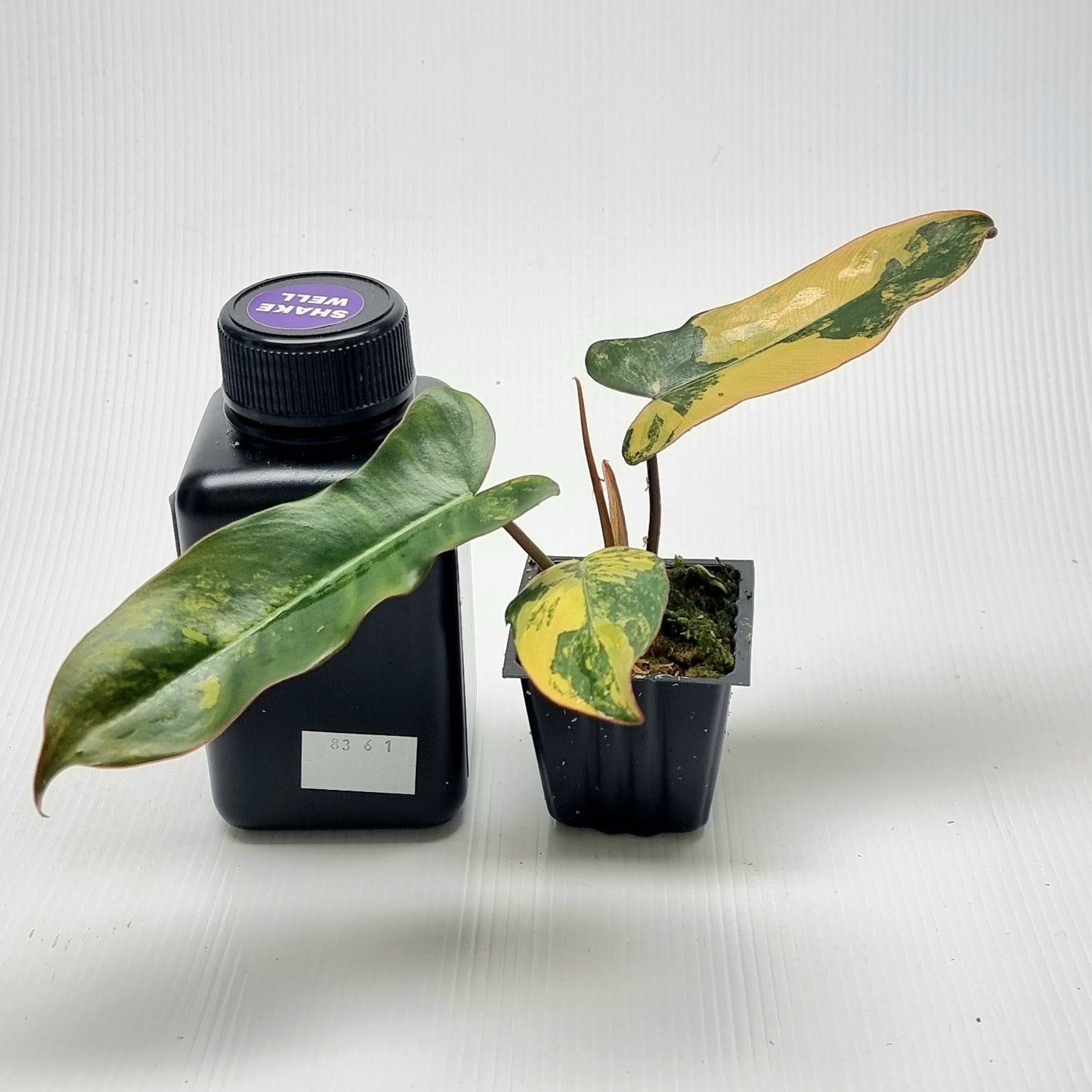 Philodendron Brown Beauty (FB x Black billie)