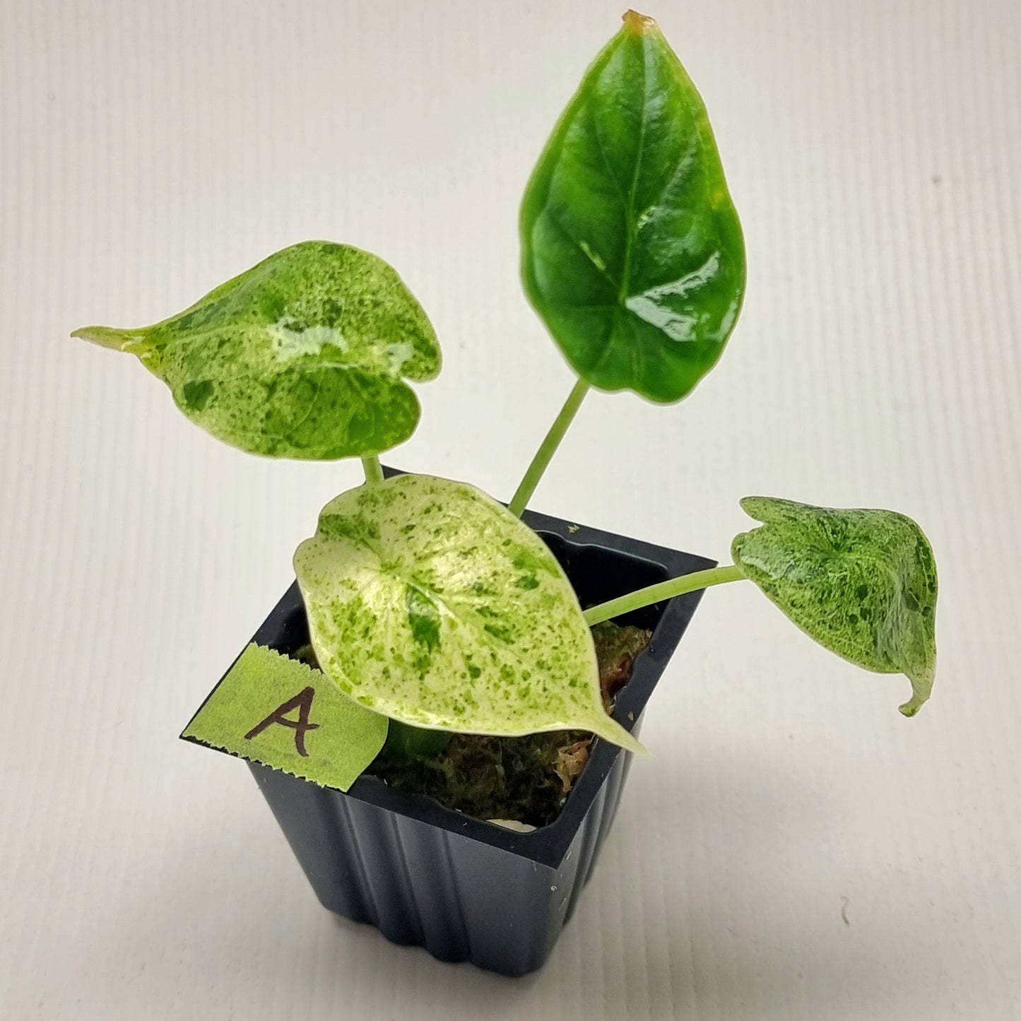 Alocasia Dragon Scale Mint