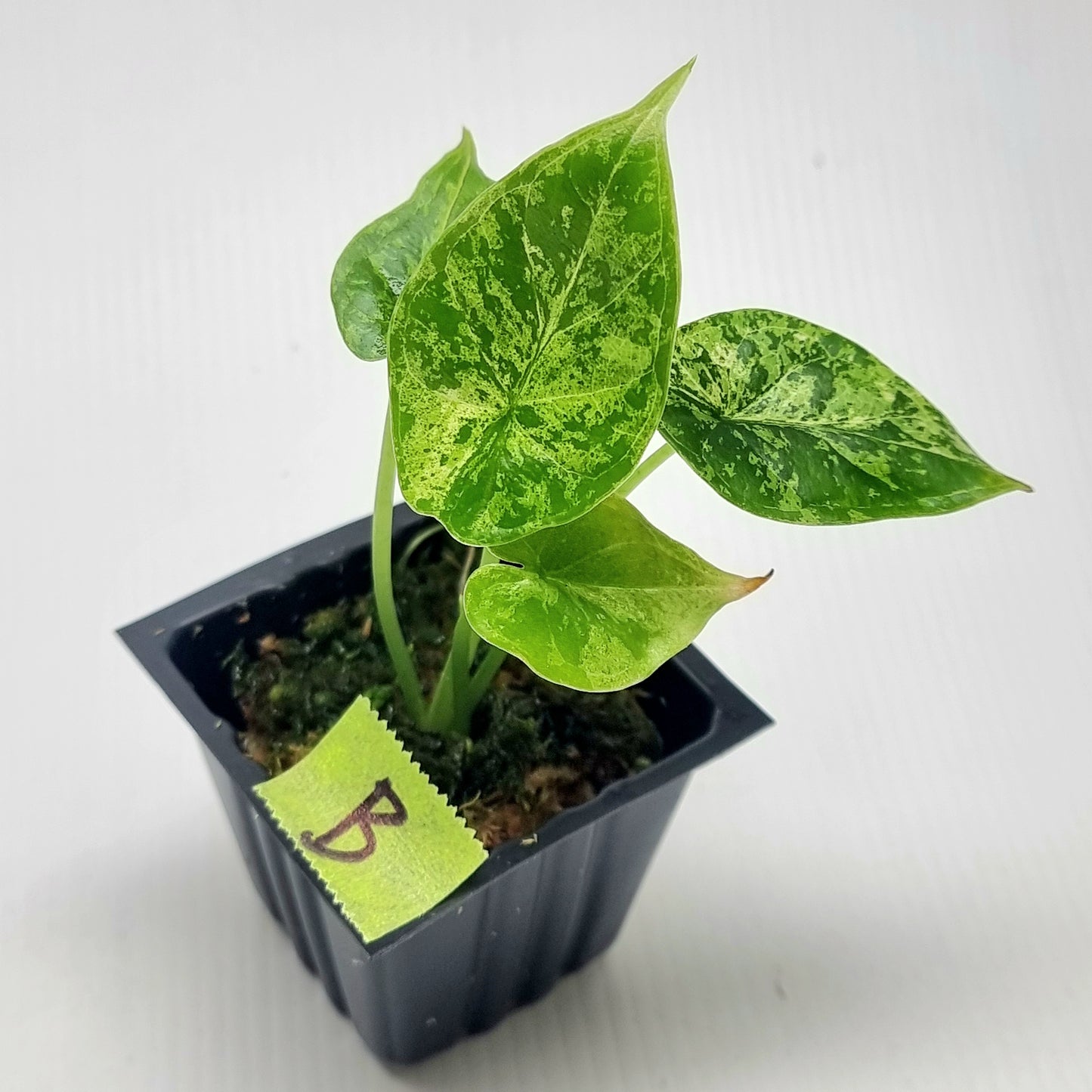 Alocasia Dragon Scale Mint