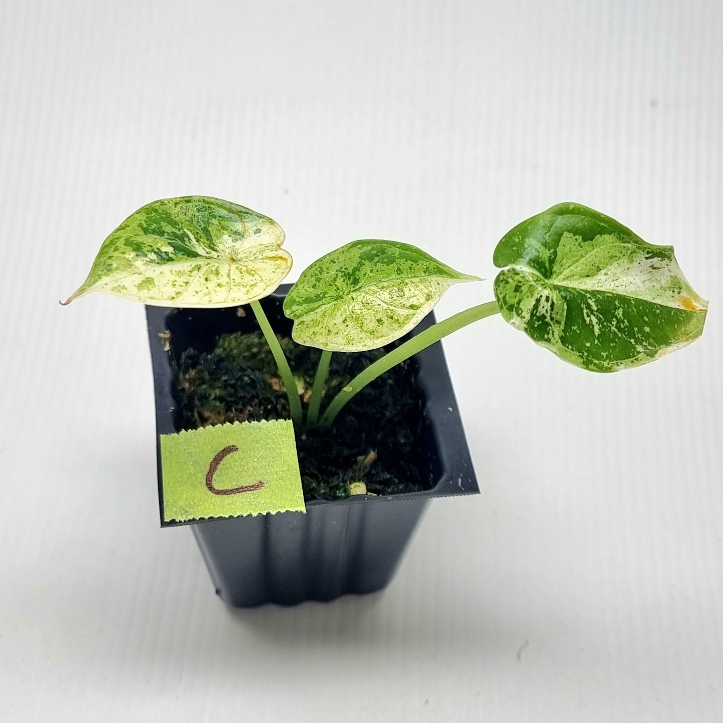 Alocasia Dragon Scale Mint