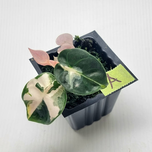 Alocasia Heart Balloon Pink Variegated, 50mm