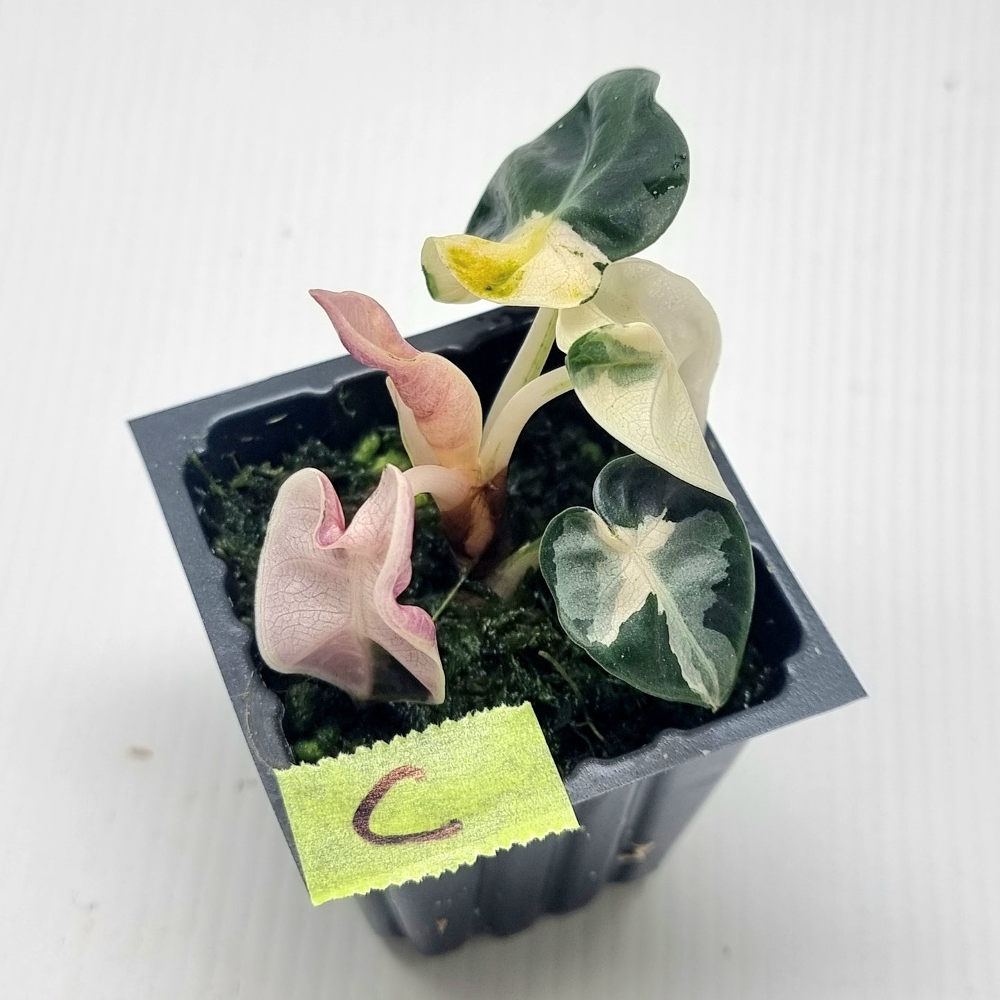 Alocasia Heart Balloon Pink Variegated, 50mm