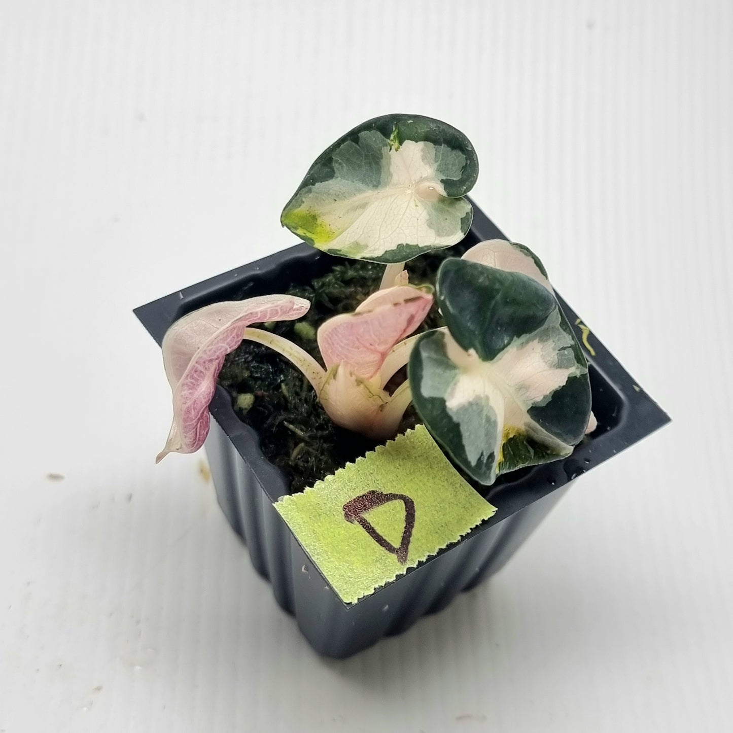 Alocasia Heart Balloon Pink Variegated, 50mm