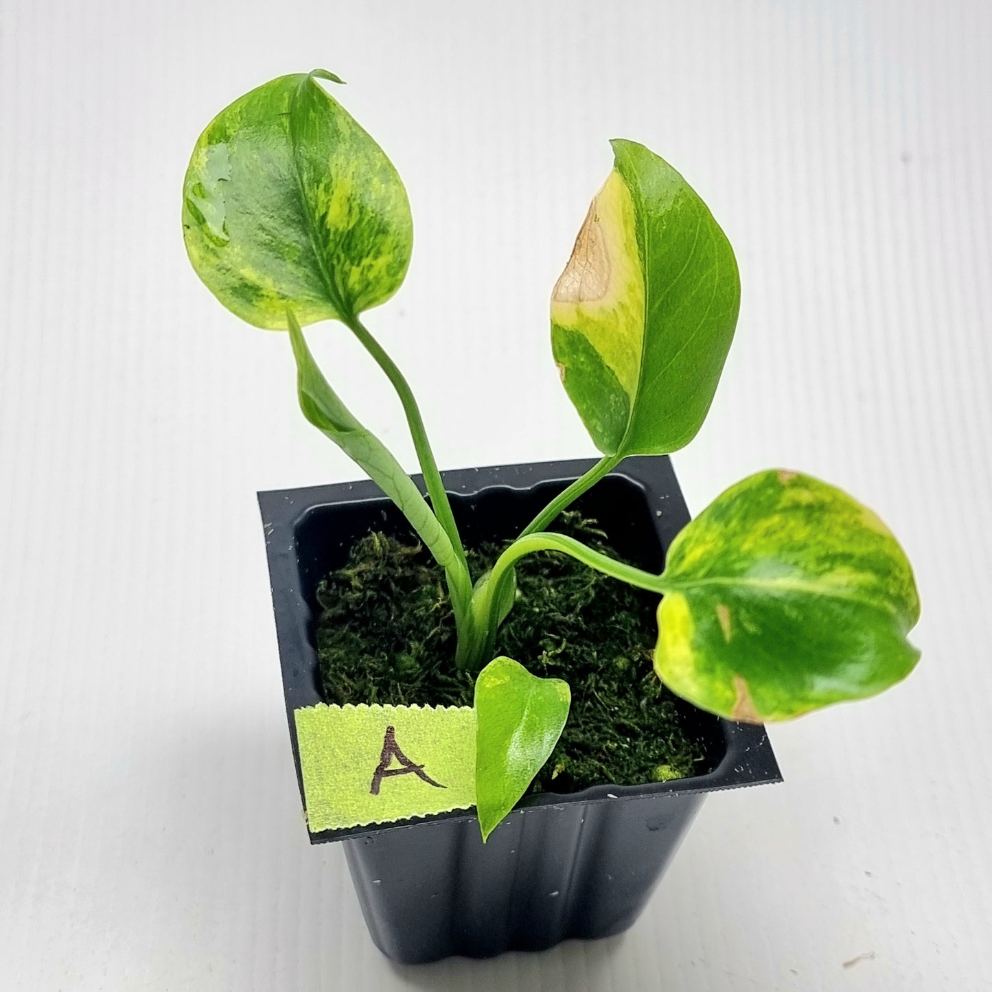 Monstera deliciosa Aurea Variegated (Large Form)