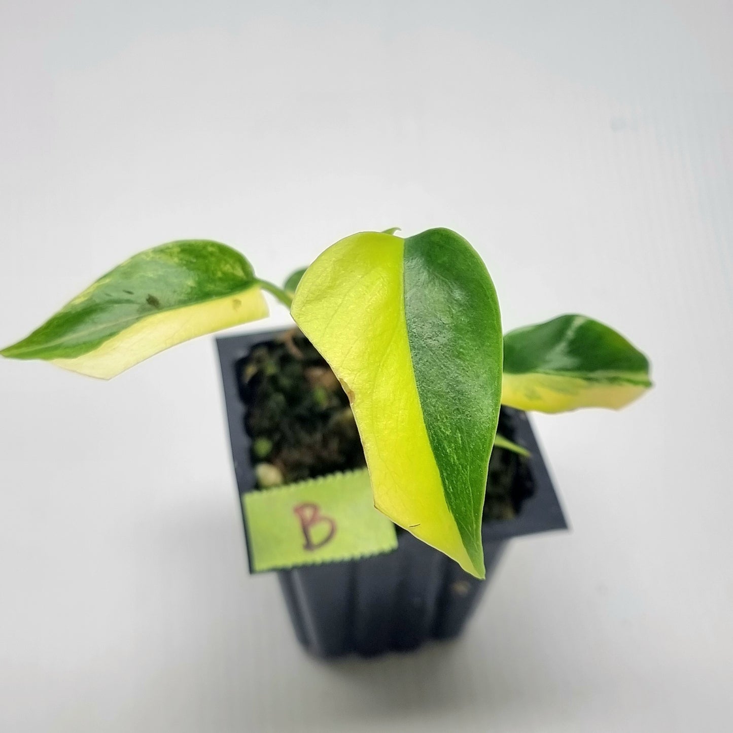 Monstera deliciosa Aurea Variegated (Large Form)