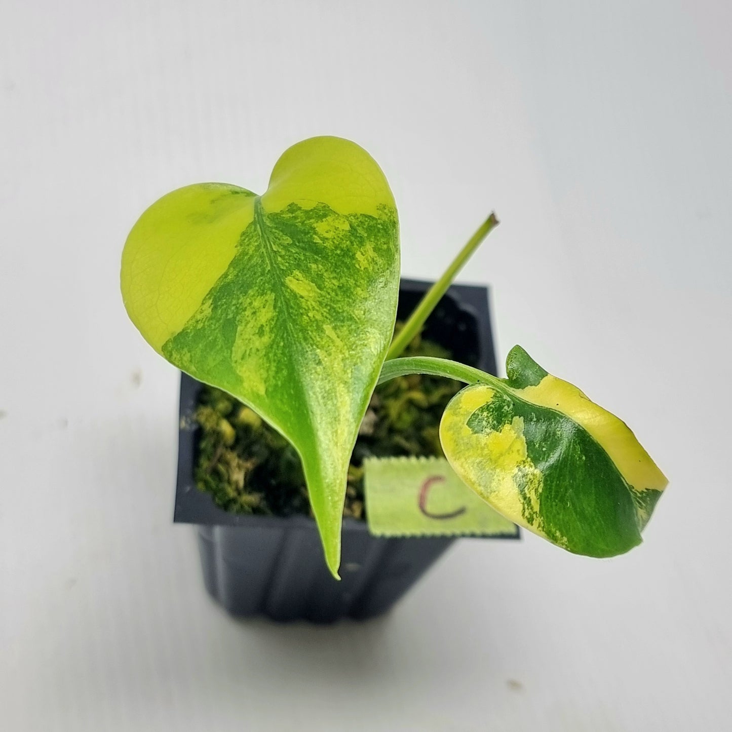 Monstera deliciosa Aurea Variegated (Large Form)