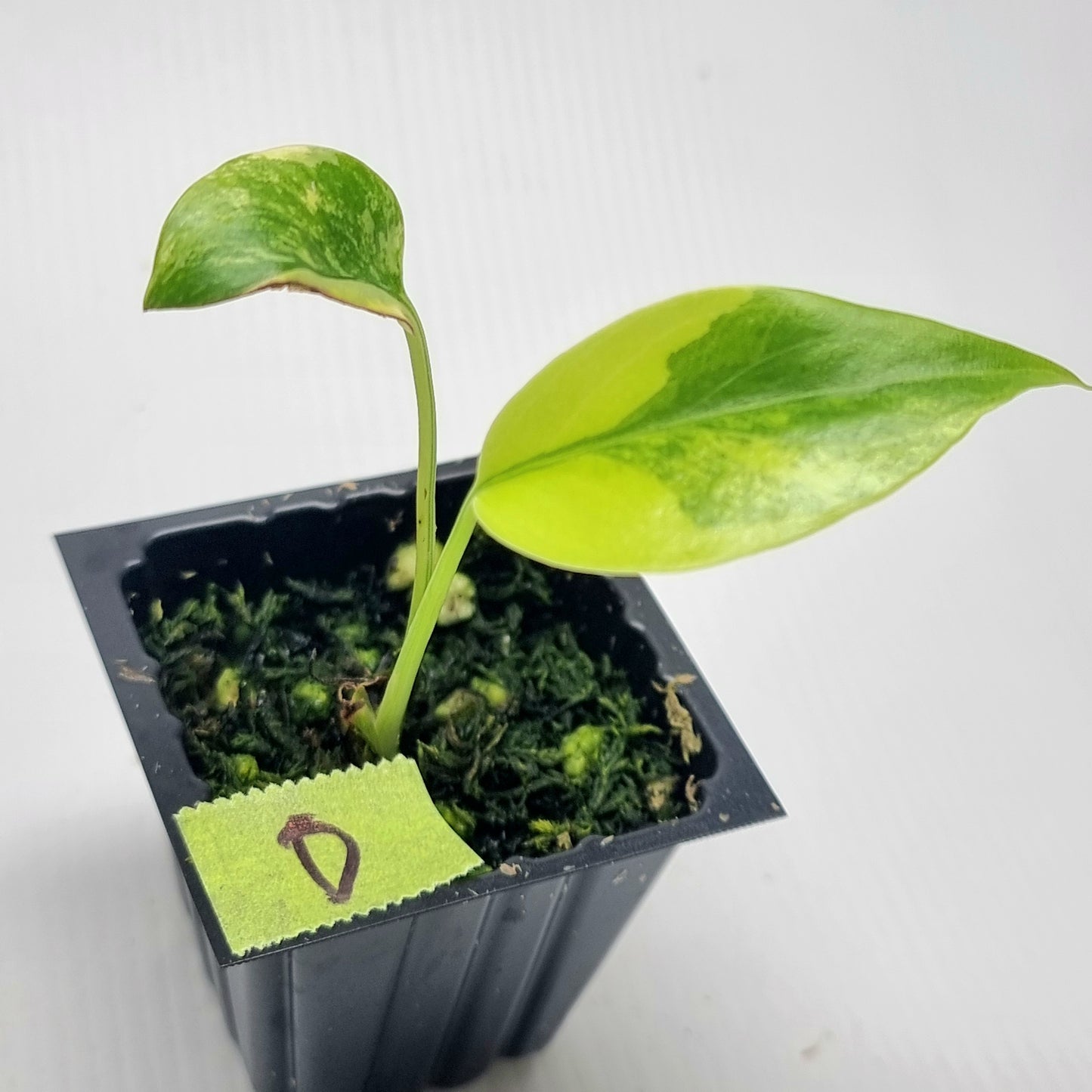 Monstera deliciosa Aurea Variegated (Large Form)