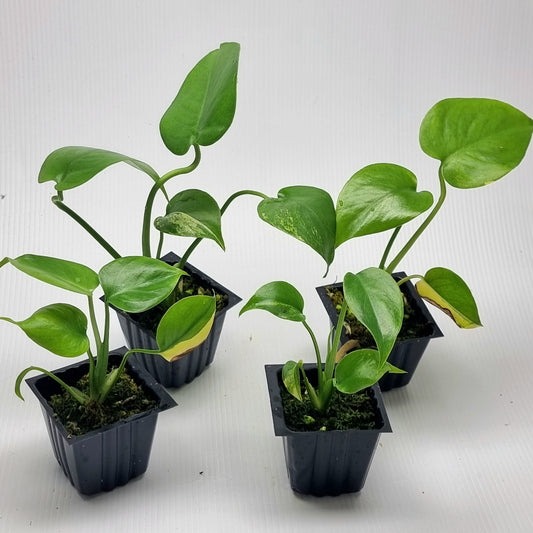 Monstera deliciosa Aurea REVERTED (Large Form)