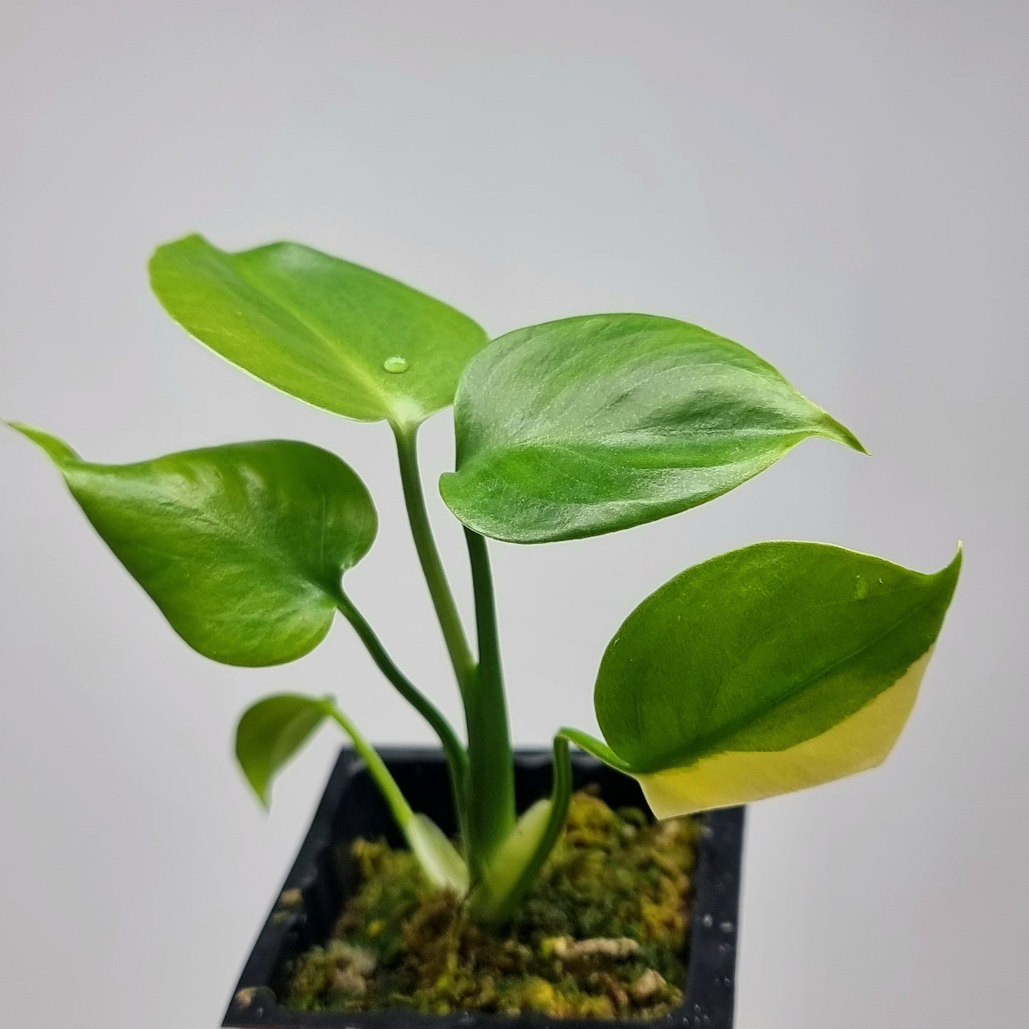 Monstera deliciosa Aurea REVERTED (Large Form)