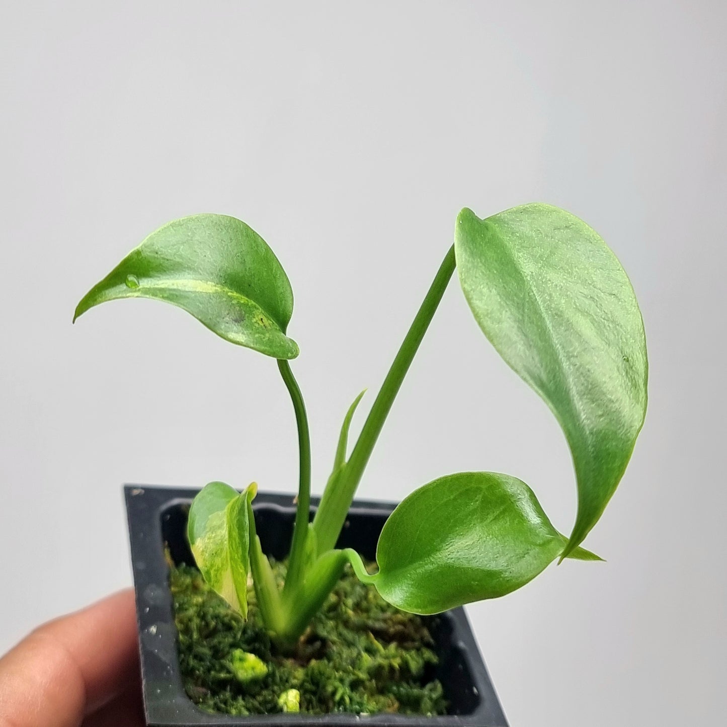 Monstera deliciosa Aurea REVERTED (Large Form)