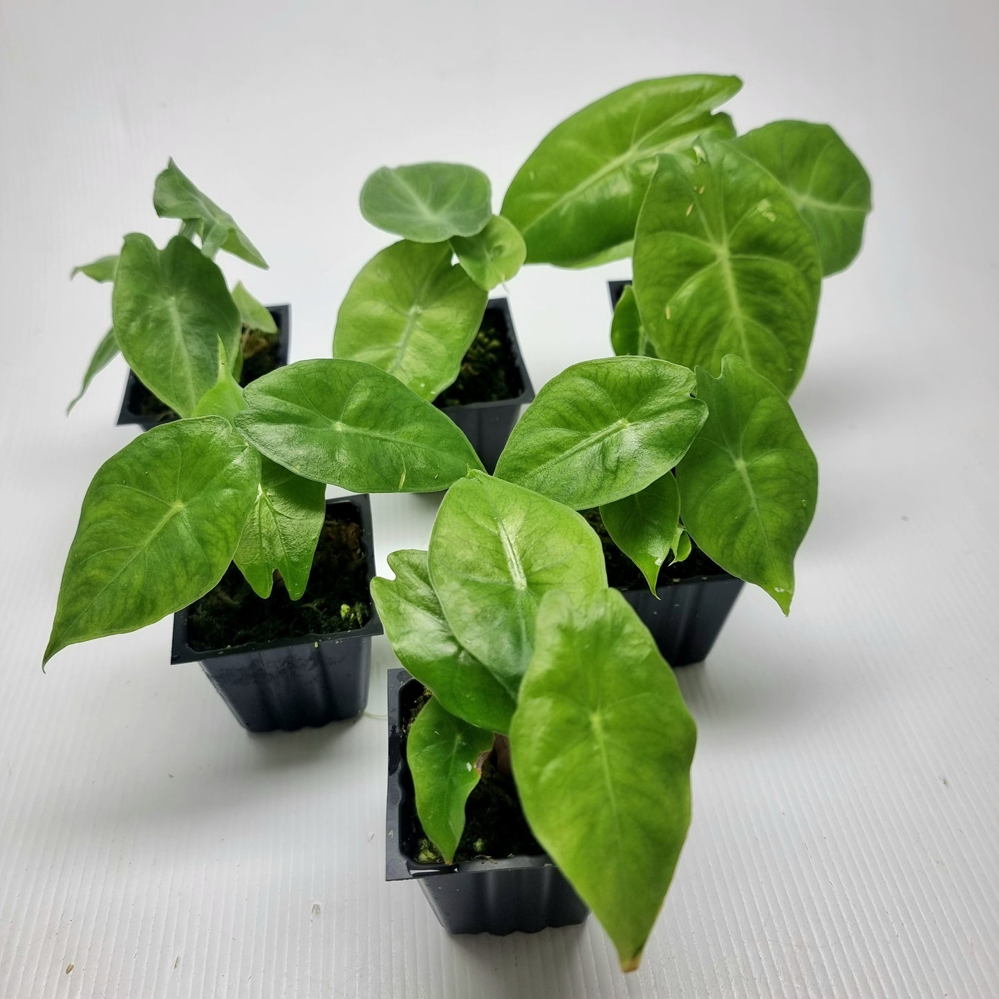 Alocasia Nairobi Night REVERTED
