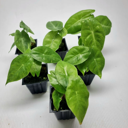 Alocasia Nairobi Night REVERTED