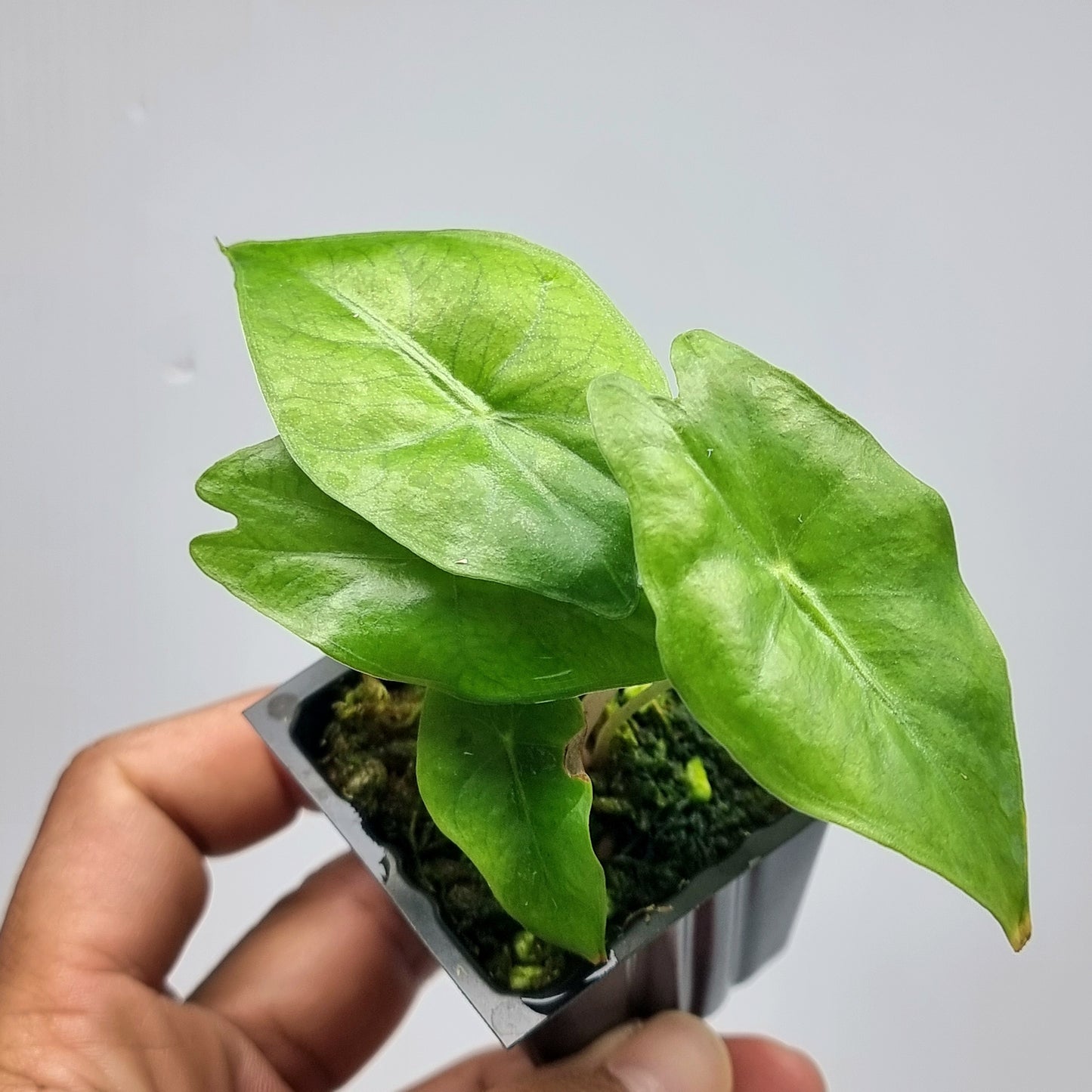 Alocasia Nairobi Night REVERTED