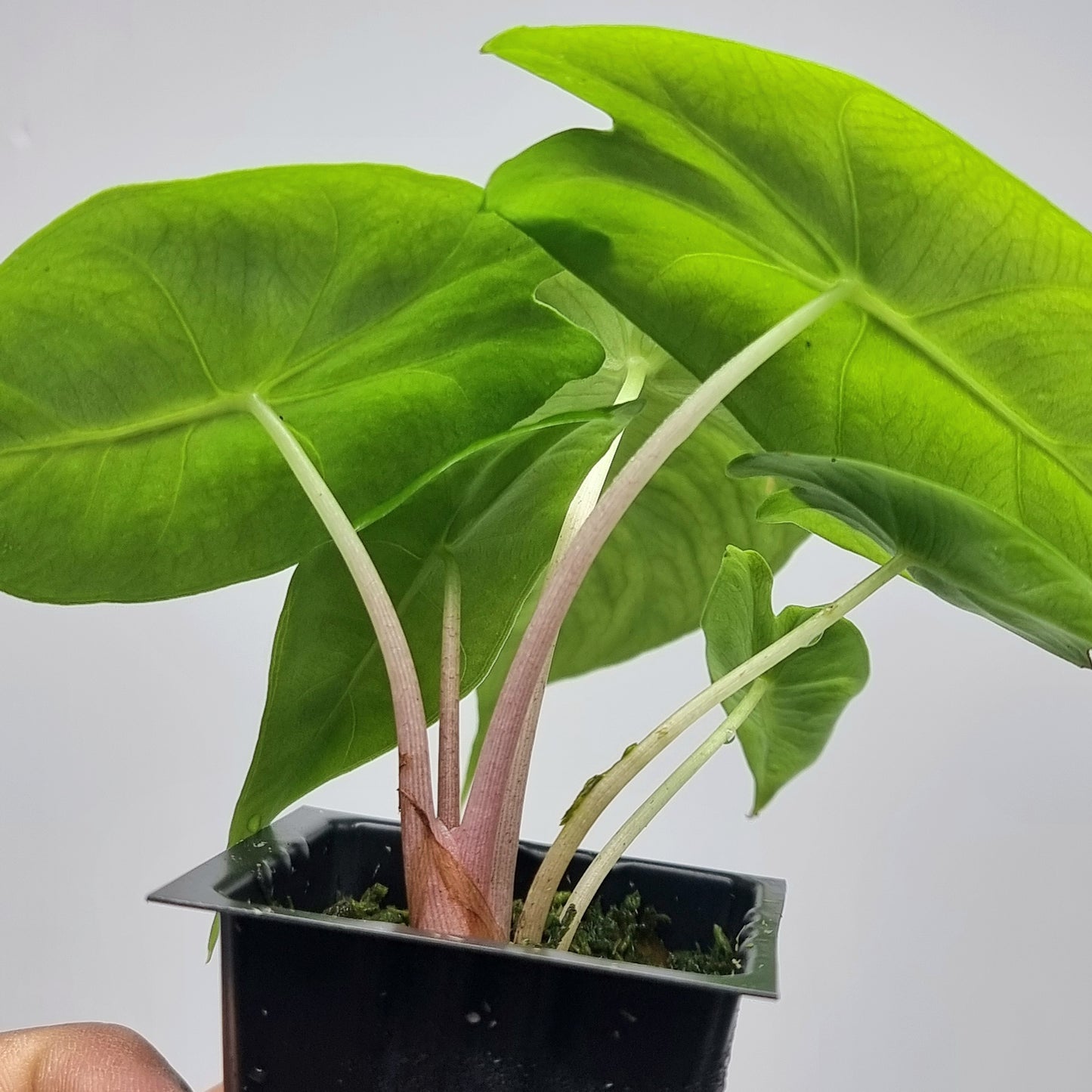 Alocasia Nairobi Night REVERTED