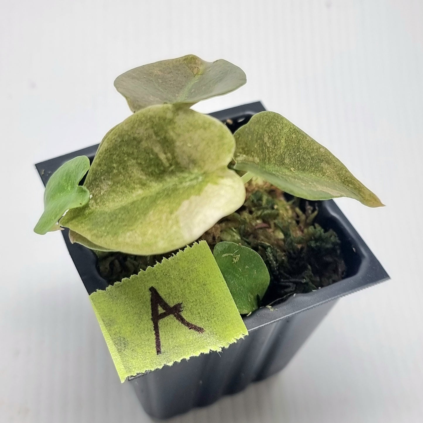 Alocasia cuprea Variegated