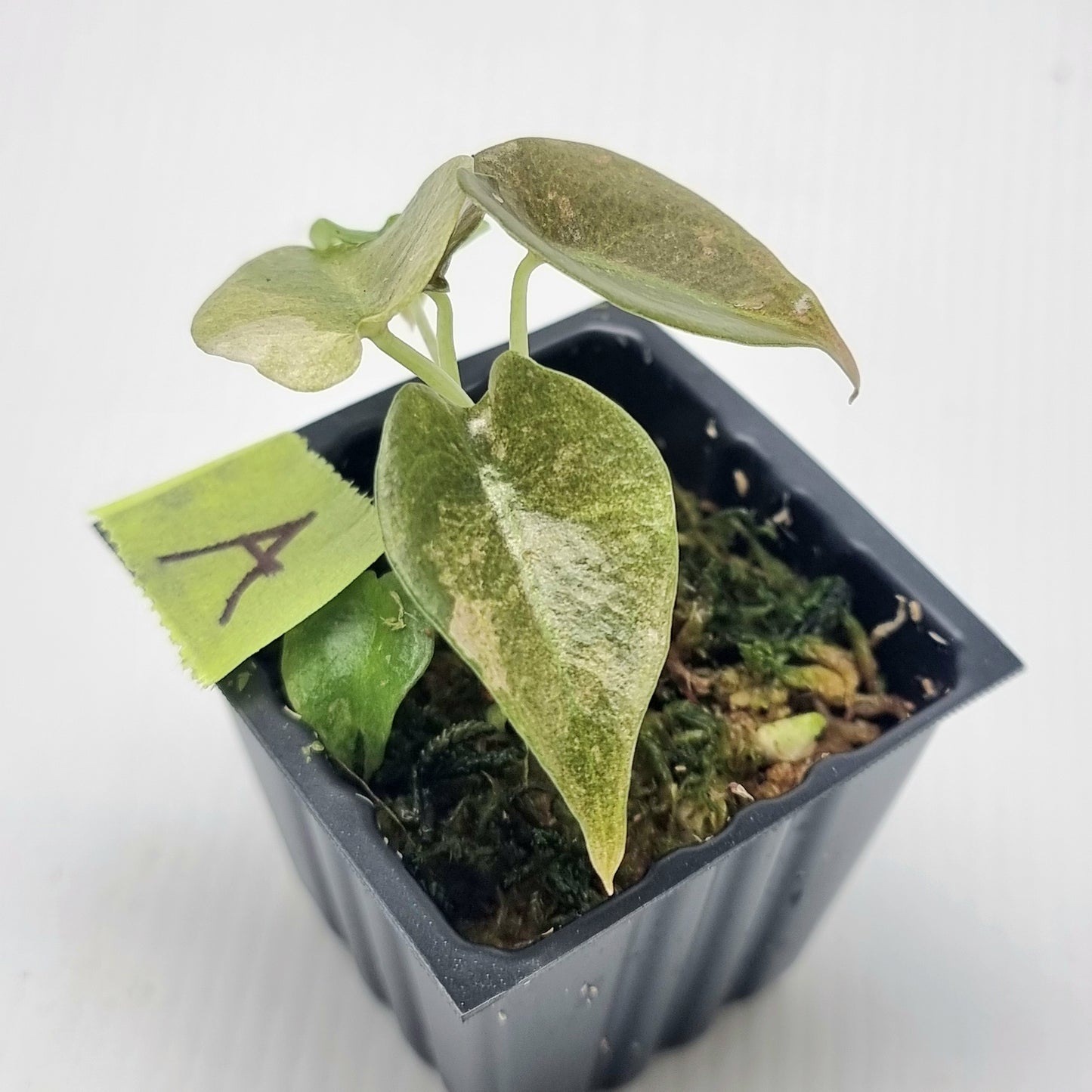 Alocasia cuprea Variegated