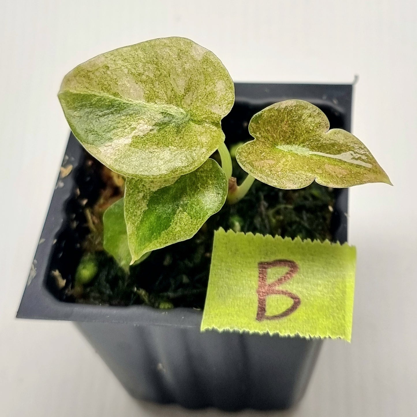 Alocasia cuprea Variegated