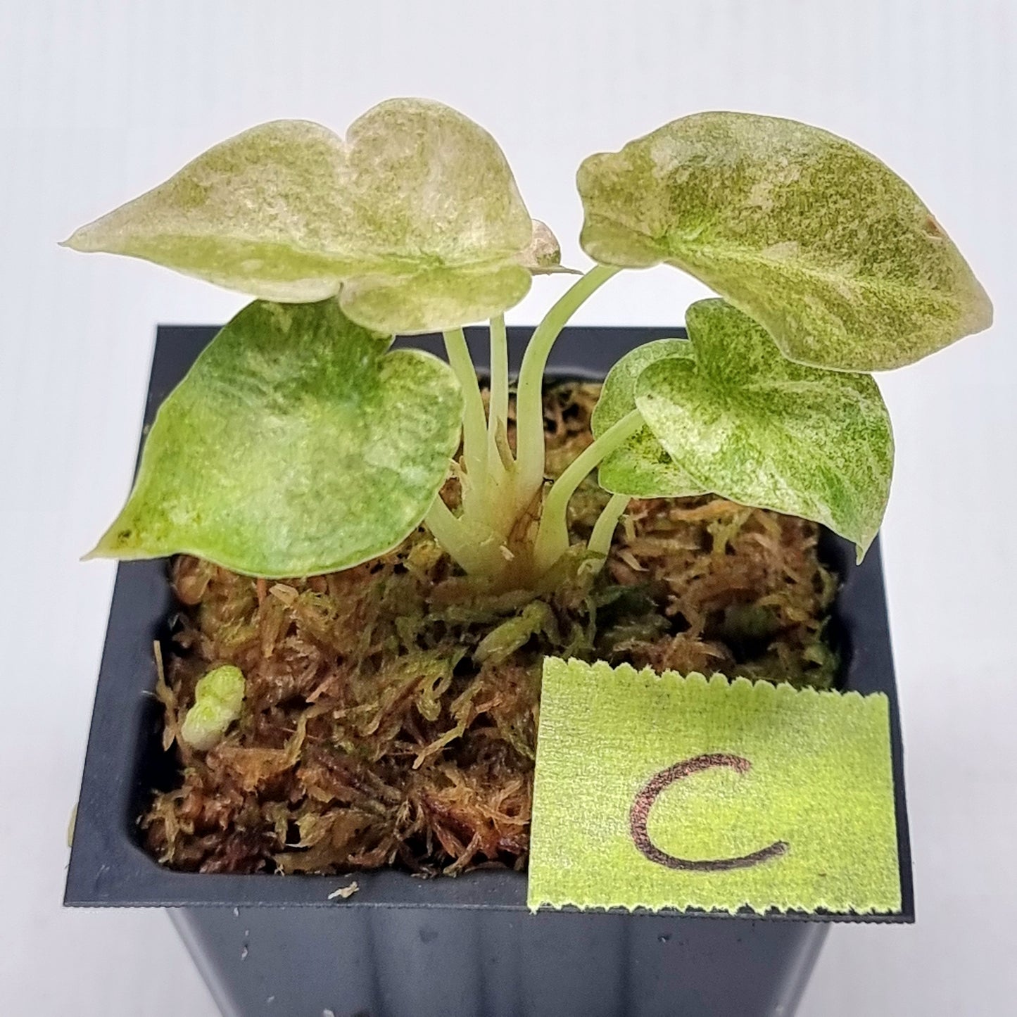 Alocasia cuprea Variegated