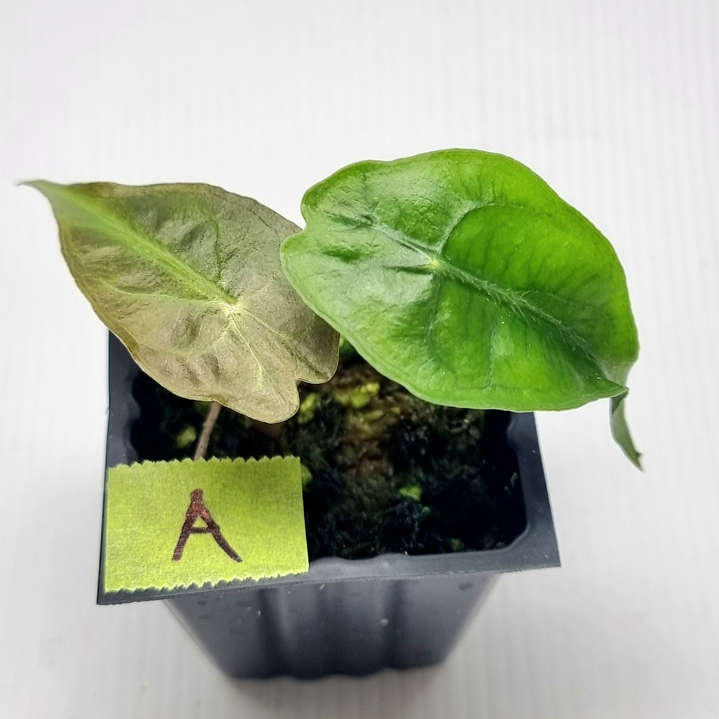 Alocasia Venom