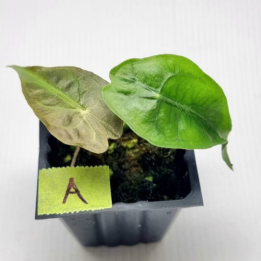 Alocasia Venom