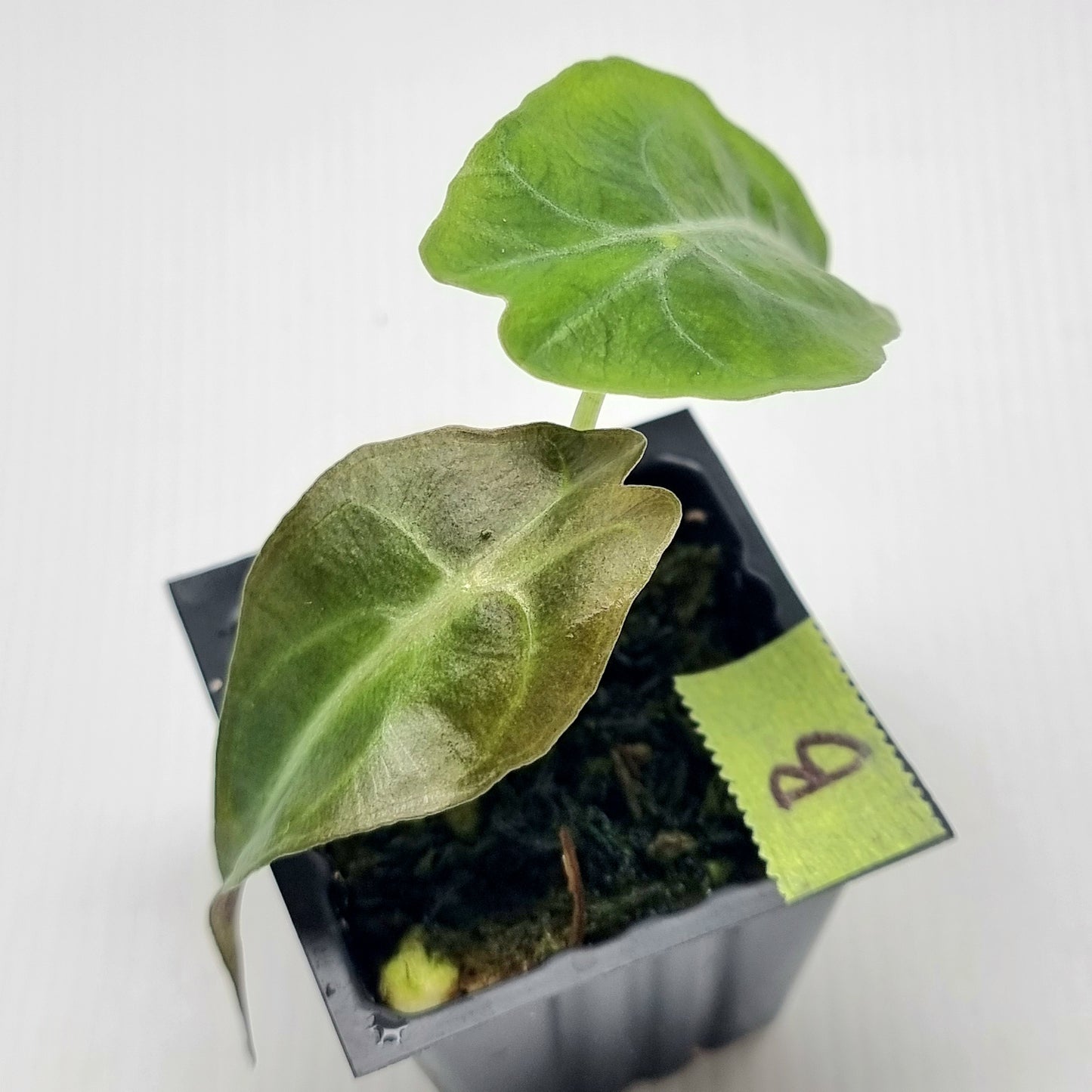 Alocasia Venom