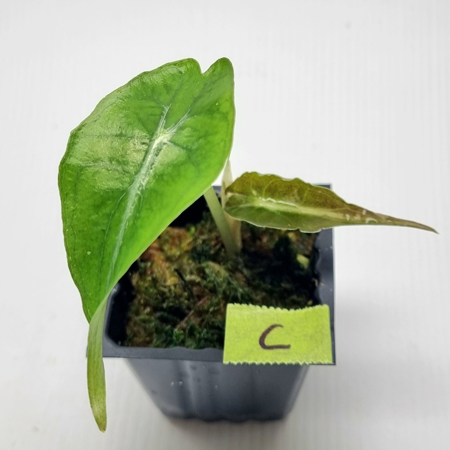 Alocasia Venom