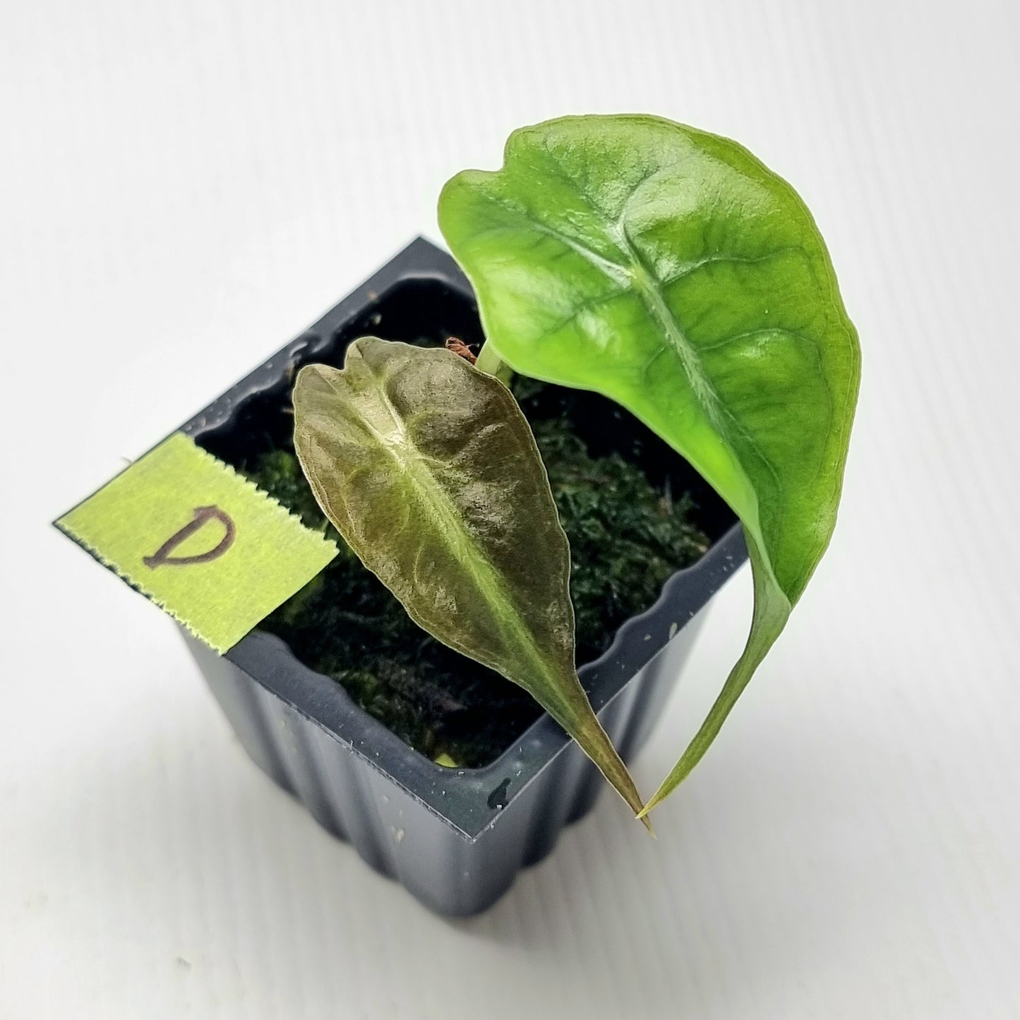 Alocasia Venom