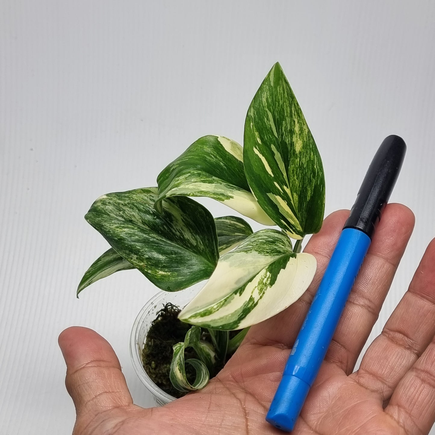 Monstera standleyana aurea variegated