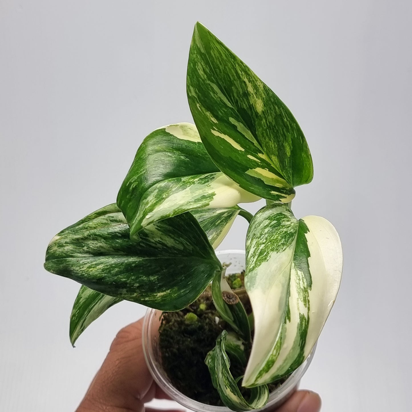 Monstera standleyana aurea variegated