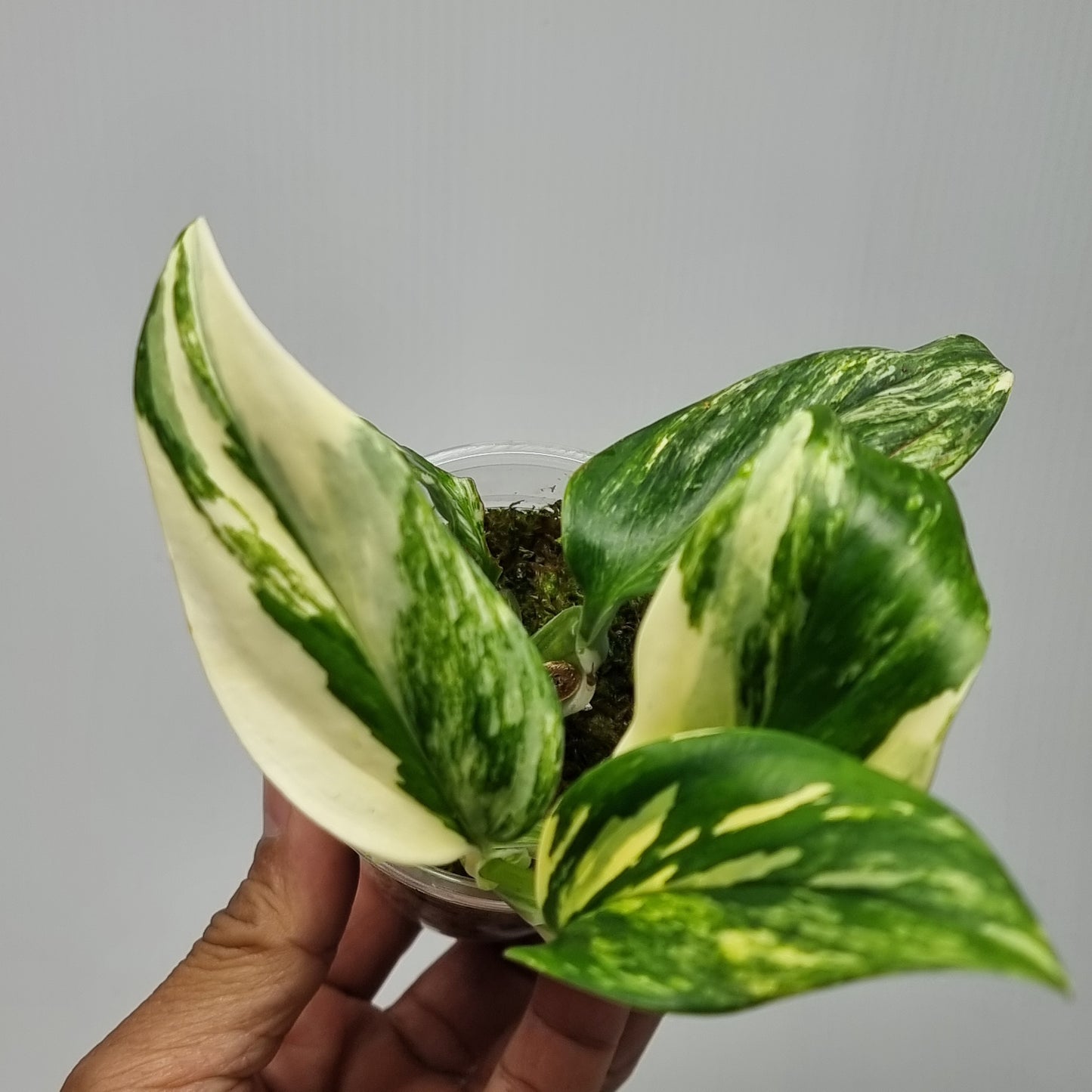 Monstera standleyana aurea variegated
