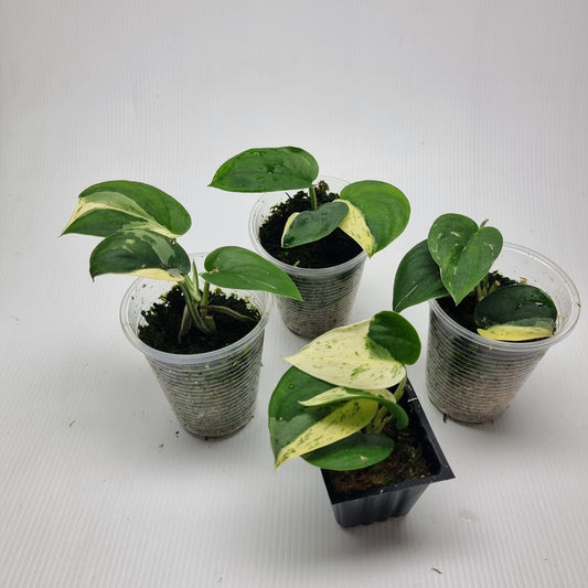Scindapsus Silver White