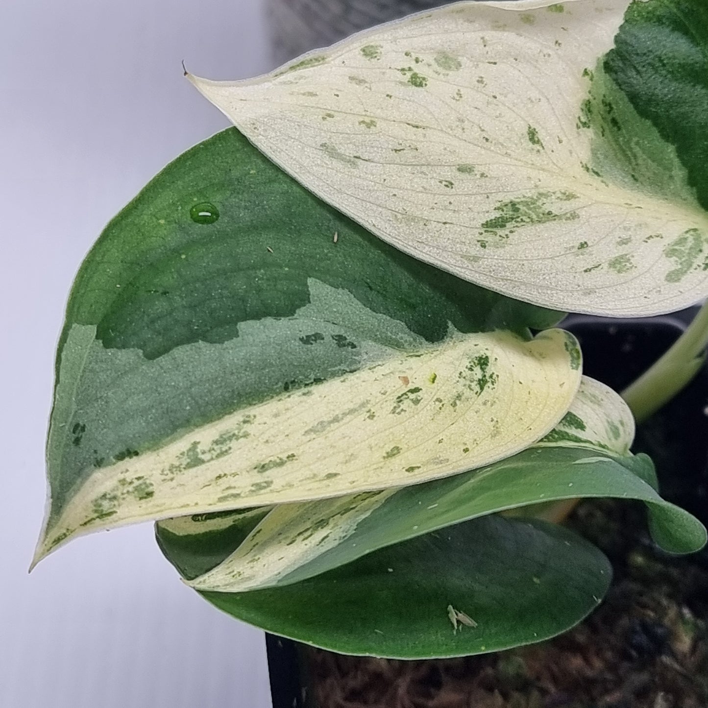 Scindapsus Silver White