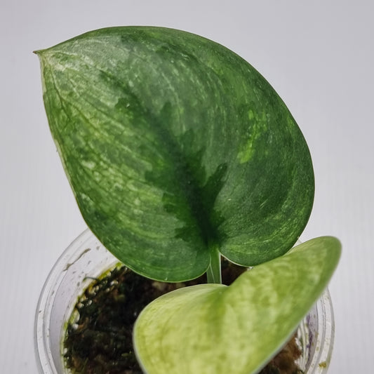Scindapsus hologram