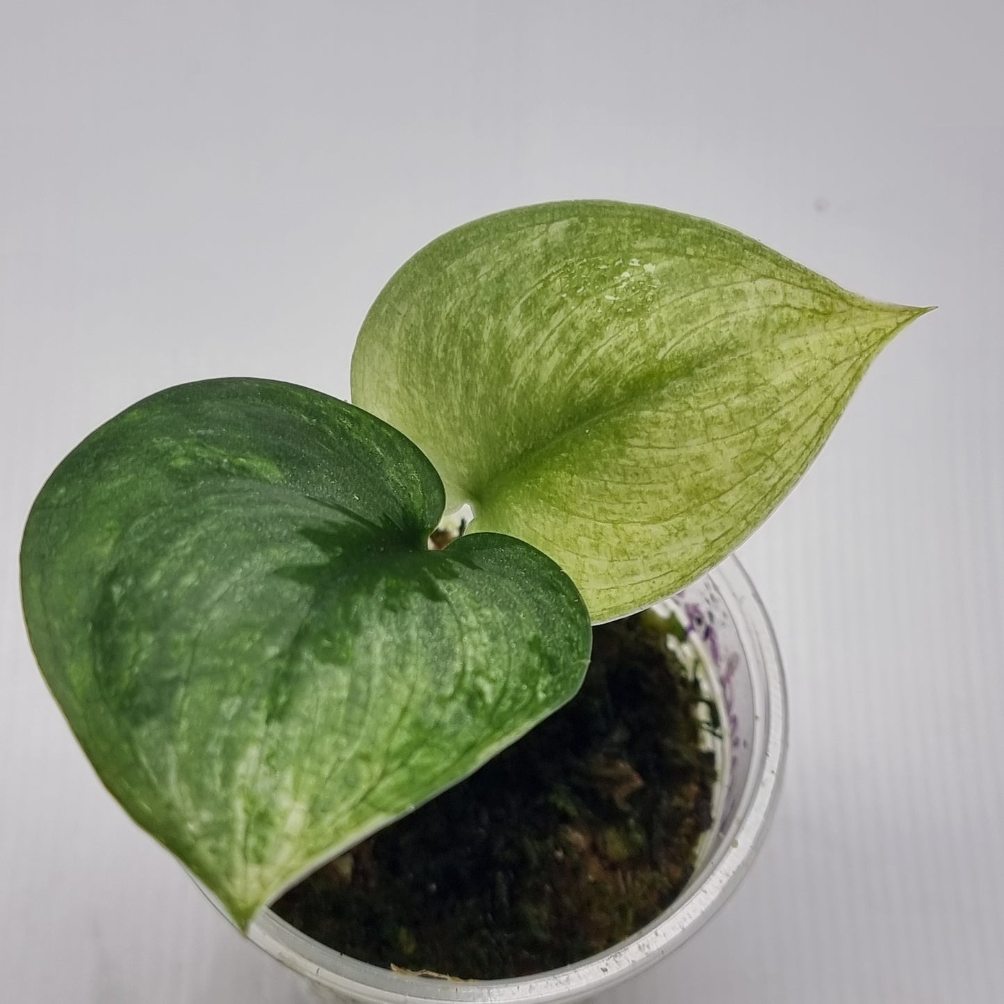 Scindapsus hologram