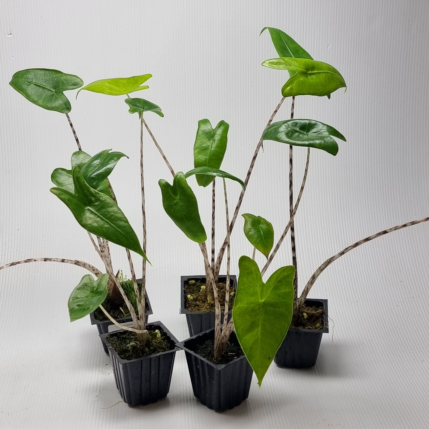 Alocasia zebrina REVERTED