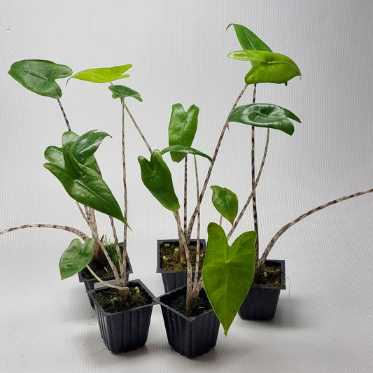 Alocasia zebrina REVERTED