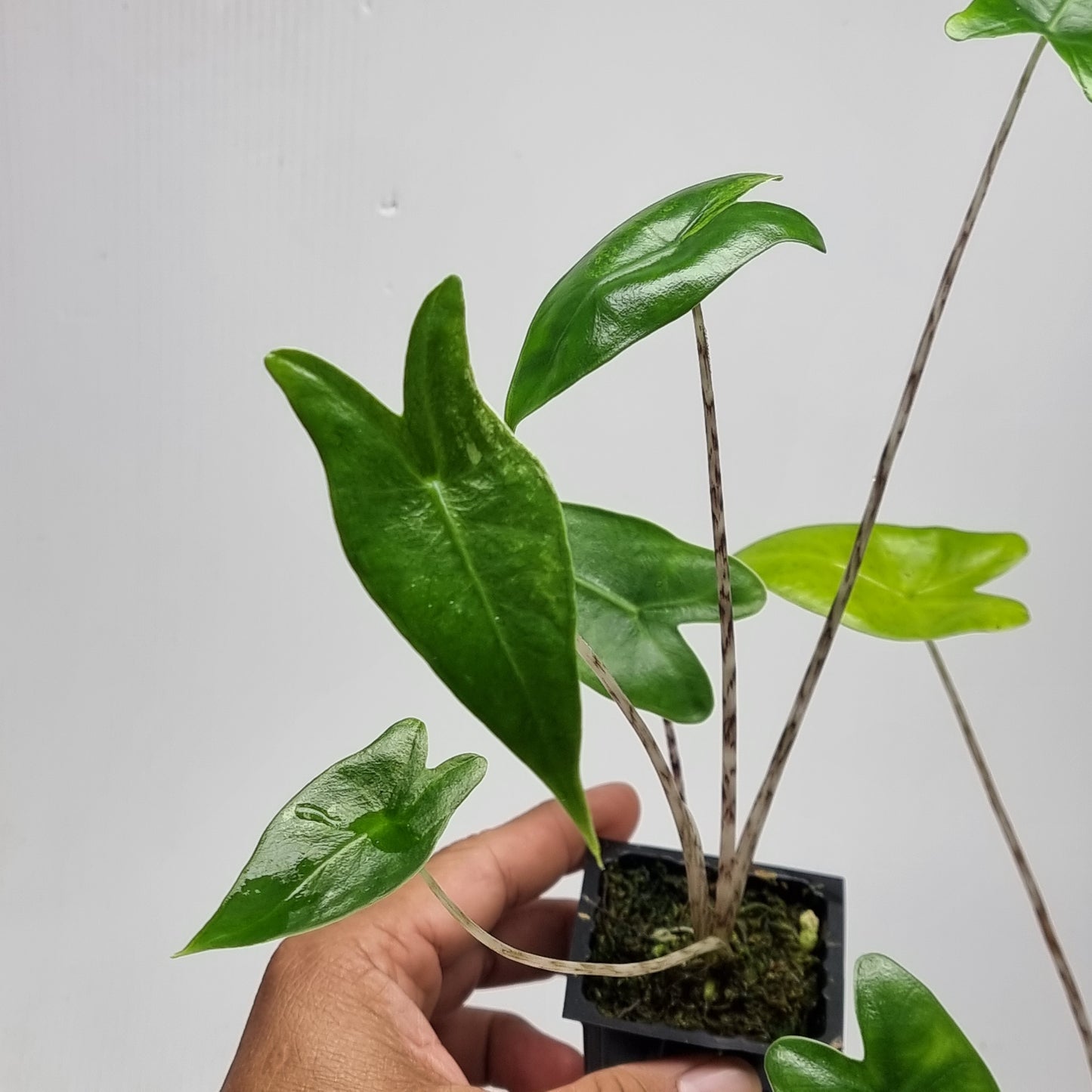 Alocasia zebrina REVERTED