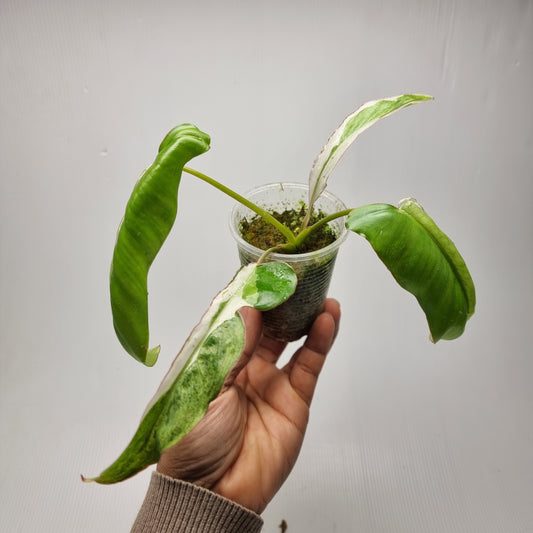 Philodendron Paraiso Verde Albo Variegated