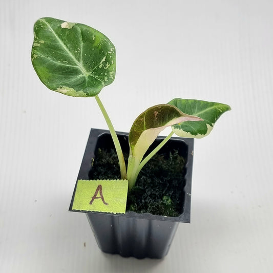 Alocasia black velvet Pink Variegated